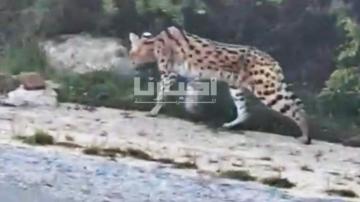 ما حقيقة "النمر" الذي استنفر سلطات مدينة طنجة؟